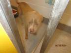 Adopt 55888085 a Brown/Chocolate American Pit Bull Terrier / Mixed dog in