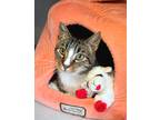 Adopt Waldo a Brown Tabby Domestic Shorthair (short coat) cat in Des Moines