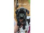 Adopt Lulu a Black Mixed Breed (Large) / Mixed dog in DeKalb, IL (41415560)