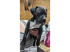 Adopt Saint a Black Mixed Breed (Large) / Mixed dog in DeKalb, IL (41415723)