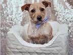 Adopt Chanel a Tan/Yellow/Fawn Fox Terrier (Wirehaired) / Mixed dog in