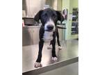 Adopt Buccee a Black American Pit Bull Terrier / Mixed dog in Longview