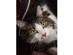 Adopt Lucy Goose a White Domestic Longhair / Domestic Shorthair / Mixed cat in