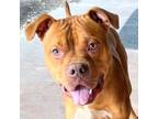 Adopt Hank a Red/Golden/Orange/Chestnut Mixed Breed (Large) / Mixed dog in