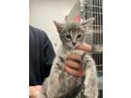 Adopt Furrosting a Gray or Blue Domestic Shorthair / Domestic Shorthair / Mixed