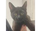 Adopt Pawla a All Black Domestic Shorthair / Domestic Shorthair / Mixed cat in