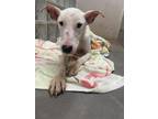 Adopt Jake a White Whippet / Bull Terrier / Mixed (short coat) dog in Lihue