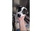 Adopt Olive a Black American Pit Bull Terrier / Australian Cattle Dog / Mixed