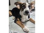 Adopt Taz a Tan/Yellow/Fawn Australian Cattle Dog / Shepherd (Unknown Type) /