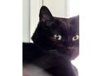 Adopt Kiki a All Black Calico / Mixed (medium coat) cat in McKinney