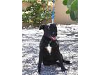 Adopt Enchilada a Black - with White Labrador Retriever / Mixed dog in Lacey
