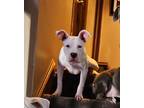 Adopt Angel a White American Pit Bull Terrier / Mixed dog in Lynwood
