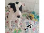 Adopt S Litter Sage a White - with Black Hound (Unknown Type) / Mixed dog in