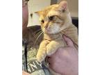 Adopt Orion a Orange or Red Tabby Tabby / Mixed (short coat) cat in