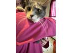 Adopt Smoky a Calico or Dilute Calico Domestic Shorthair / Mixed (short coat)