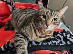 Adopt Shay [CP] a Brown Tabby Domestic Shorthair / Mixed (short coat) cat in