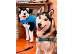 Adopt Ken Local a White - with Black Husky / Siberian Husky / Mixed dog in