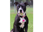 Adopt Ellie a Black Mixed Breed (Medium) / Mixed Breed (Medium) / Mixed (short