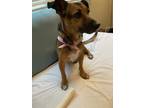 Adopt Annabelle a Brown/Chocolate - with Black Basset Hound / German Shepherd