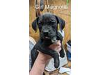 Adopt Magnolia a Black Mixed Breed (Large) / Mixed dog in DeKalb, IL (41415726)