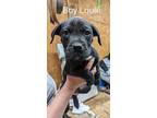 Adopt Louie a Black Mixed Breed (Large) / Mixed dog in DeKalb, IL (41415561)