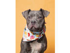 Adopt Rosie a Merle American Pit Bull Terrier / Mixed Breed (Medium) / Mixed