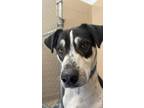 Adopt Ethan a White Mixed Breed (Large) / Mixed dog in Oshkosh, WI (41421359)