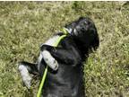 Adopt Ally a Black Australian Kelpie / Border Collie / Mixed dog in Bridgeport