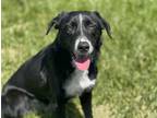 Adopt Abby a Black Border Collie / Mixed dog in Bridgeport, CA (41420517)