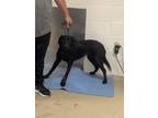 Adopt LANA a Black Labrador Retriever / Mixed dog in Fort Worth, TX (41421351)
