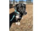 Adopt Kelly* ASK ABOUT ME, IM IN A FOSTER HOME! a Black Mixed Breed (Small) /
