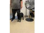 Adopt LANDY a Black Labrador Retriever / Mixed dog in Fort Worth, TX (41421349)
