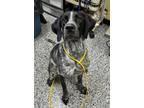 Adopt Wyonna a Black German Shorthaired Pointer / Mixed dog in Vincennes