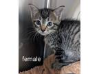 Adopt Wynter a Domestic Shorthair / Mixed (short coat) cat in Tool