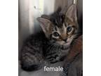 Adopt Winnie a Domestic Shorthair / Mixed (short coat) cat in Tool