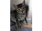 Adopt William a Domestic Shorthair / Mixed (short coat) cat in Tool