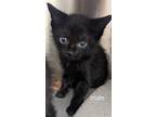 Adopt Wren a Domestic Shorthair / Mixed (short coat) cat in Tool, TX (41421296)