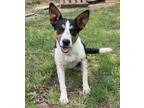 Adopt Eliza a Australian Cattle Dog / Terrier (Unknown Type