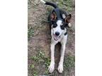 Adopt Emory a Australian Cattle Dog / Terrier (Unknown Type