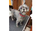 Adopt Maggie a Black Shih Tzu / Chinese Crested / Mixed dog in Stockbridge
