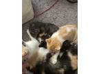 Adopt 6 week old kittens a Tortoiseshell Calico / Mixed (medium coat) cat in