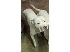 Adopt Adonis a White American Pit Bull Terrier / Mixed dog in Lynwood