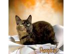 Adopt Pumpkin 123641 a All Black Domestic Mediumhair (medium coat) cat in