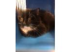 Adopt Tux 123641 a All Black Domestic Mediumhair (medium coat) cat in Joplin