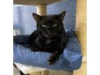 Adopt Elina a Domestic Shorthair / Mixed (short coat) cat in Jim Thorpe