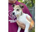 Adopt Linus a Jack Russell Terrier / Mixed Breed (Medium) / Mixed dog in