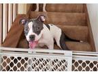 Adopt Diamond a White - with Gray or Silver American Pit Bull Terrier / Mixed