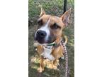 Adopt NATHANIEL a Red/Golden/Orange/Chestnut Mixed Breed (Large) / Mixed dog in
