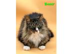 Adopt Barry a Gray or Blue Domestic Longhair / Domestic Shorthair / Mixed cat in