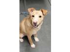 Adopt Dutton a Tan/Yellow/Fawn Retriever (Unknown Type) / Mixed dog in
